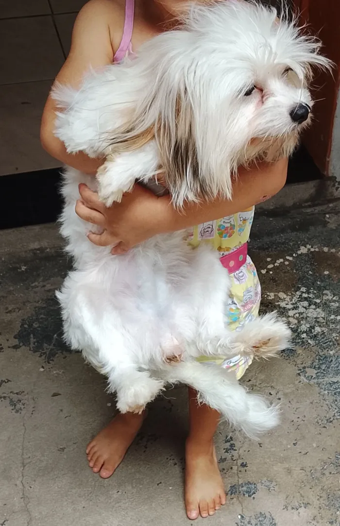 Cachorro raça Yorkshire idade 7 a 11 meses nome Sky