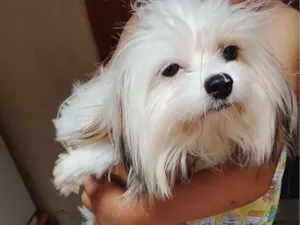 Cachorro raça Yorkshire idade 7 a 11 meses nome Sky