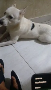 Cachorro raça SRD-ViraLata idade 7 a 11 meses nome Bob