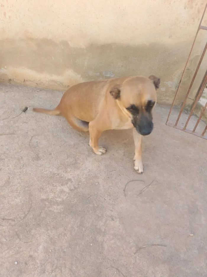 Cachorro raça SRD-ViraLata idade 3 anos nome Paçoca