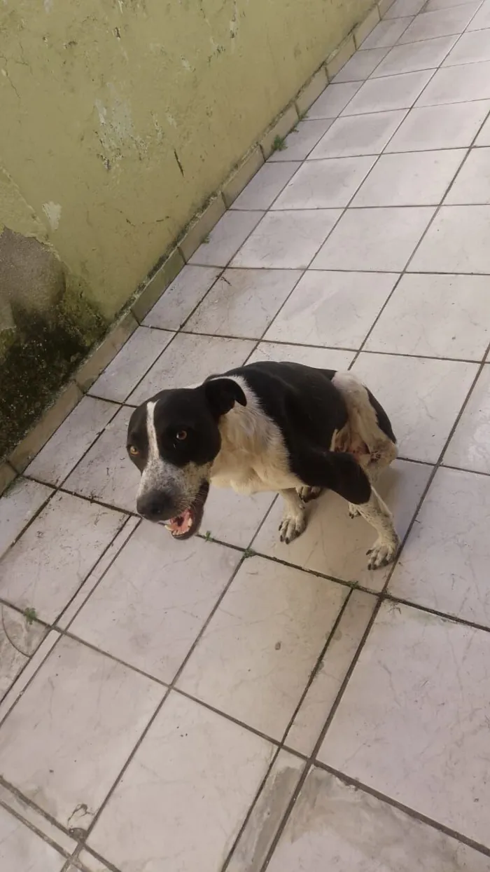 Cachorro raça SRD-ViraLata idade 7 a 11 meses nome Kyfler 
