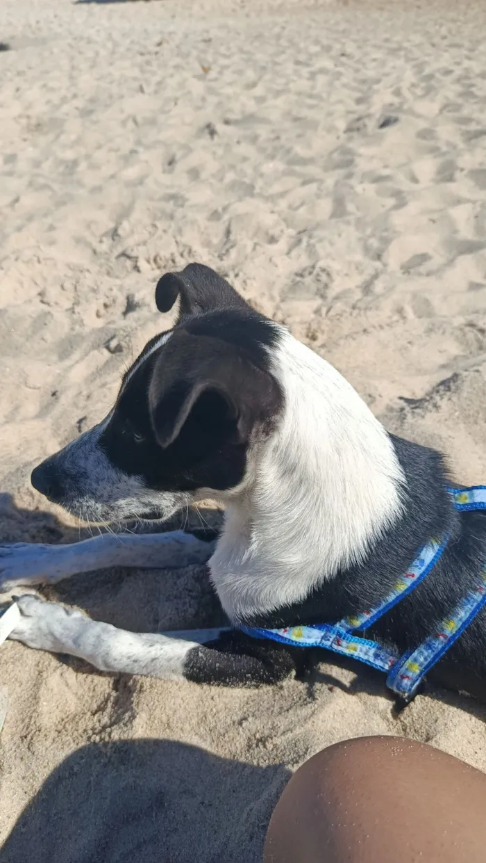 Cachorro raça SRD-ViraLata idade 7 a 11 meses nome Kyfler 