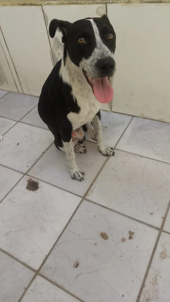 Cachorro raça SRD-ViraLata idade 7 a 11 meses nome Kyfler 