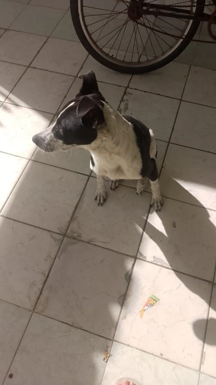 Cachorro raça SRD-ViraLata idade 7 a 11 meses nome Kyfler 