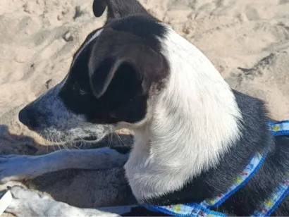 Cachorro raça SRD-ViraLata idade 7 a 11 meses nome Kyfler 