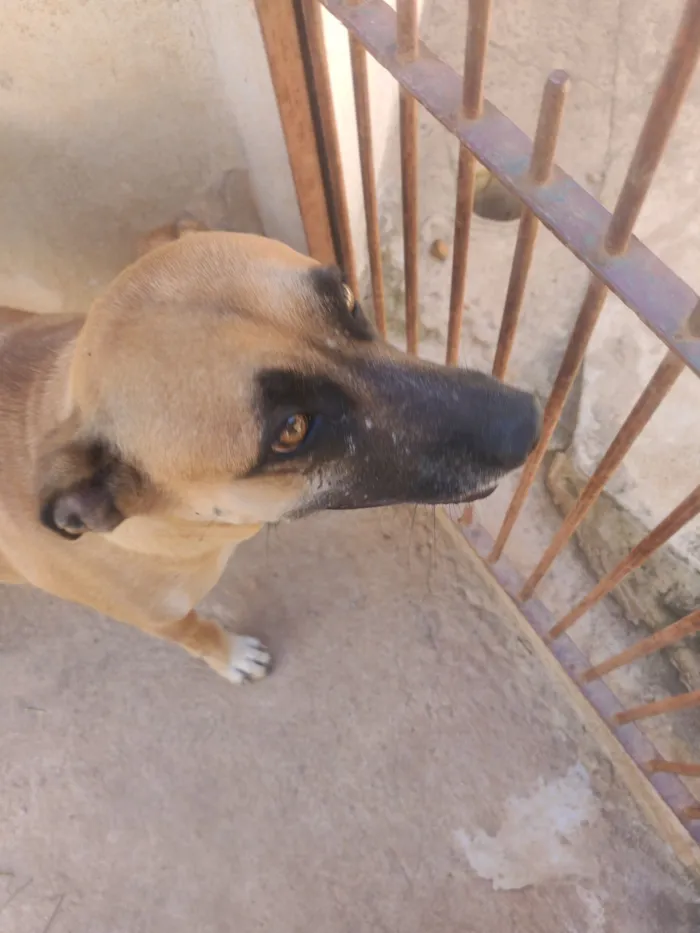 Cachorro raça SRD-ViraLata idade 4 anos nome Paçoca