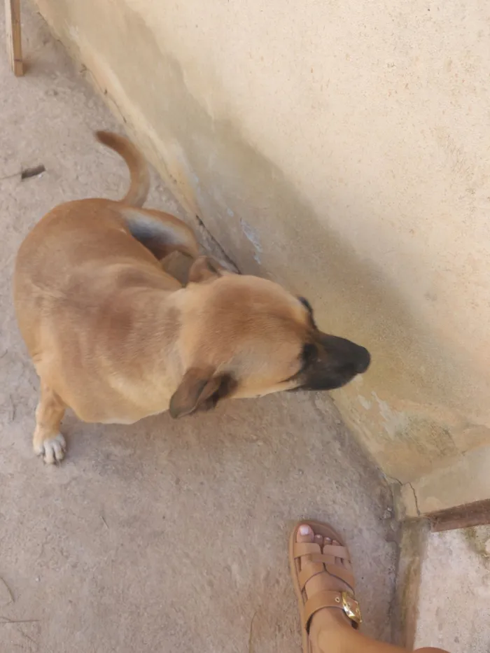 Cachorro raça SRD-ViraLata idade 4 anos nome Paçoca