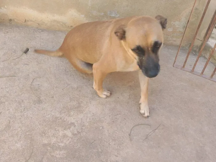 Cachorro raça SRD-ViraLata idade 3 anos nome Paçoca