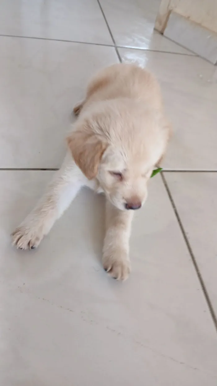 Cachorro raça Labrador idade 7 a 11 meses nome Theo Teixeira 