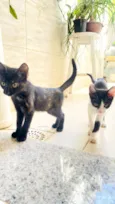 Gato raça SRD-ViraLata idade 2 a 6 meses nome 4 filhote machos (3 meses de vida)