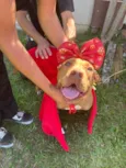 Cachorro raça Pit-Bull idade 3 anos nome JASMINE 