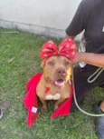 Cachorro raça Pit-Bull idade 3 anos nome JASMINE 