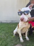 Cachorro raça Pit-Bull idade 3 anos nome GAROTO