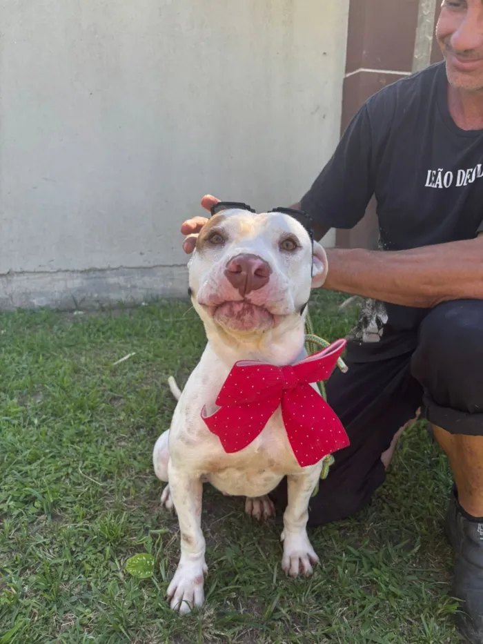 Cachorro raça Pit-Bull idade 3 anos nome GAROTO