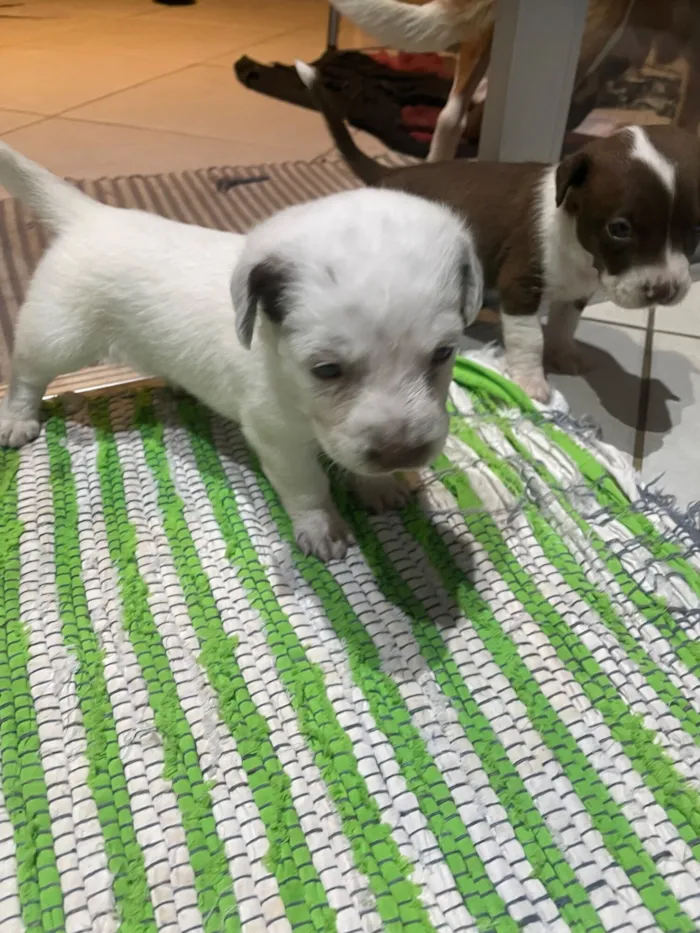 Cachorro raça SRD-ViraLata idade Abaixo de 2 meses nome Sem nome 