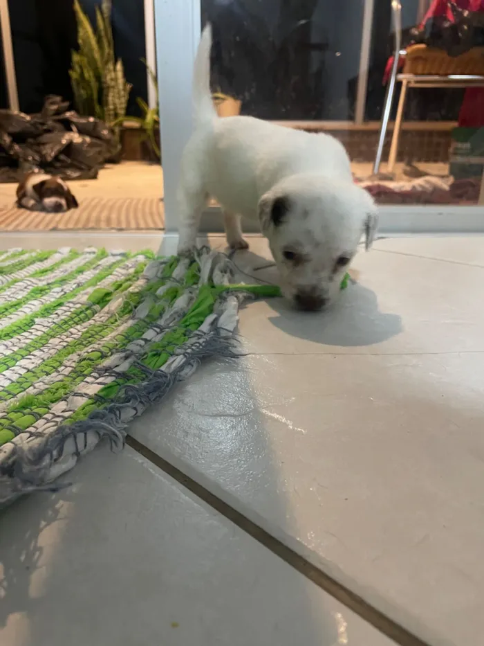 Cachorro raça SRD-ViraLata idade Abaixo de 2 meses nome Sem nome 