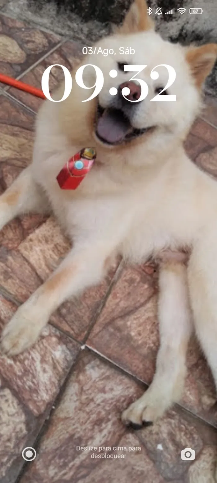Cachorro raça Chow Chow idade 6 ou mais anos nome Castiel 