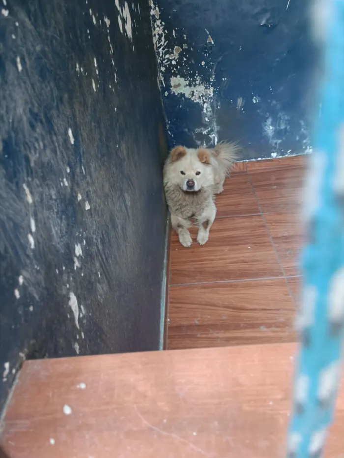 Cachorro raça Chow Chow idade 6 ou mais anos nome Castiel 
