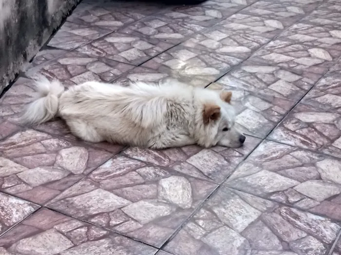 Cachorro raça Chow Chow idade 6 ou mais anos nome Castiel 