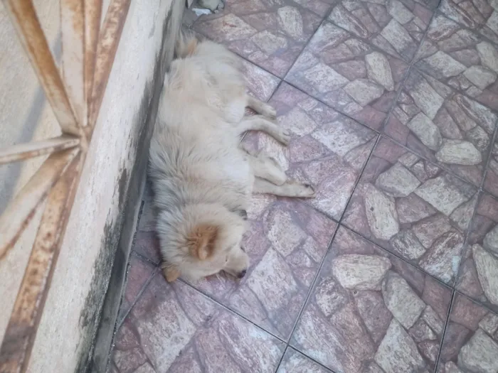 Cachorro raça Chow Chow idade 6 ou mais anos nome Castiel 