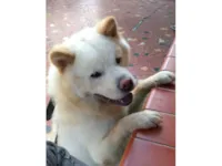 Cachorro raça Chow Chow idade 6 ou mais anos nome Castiel 