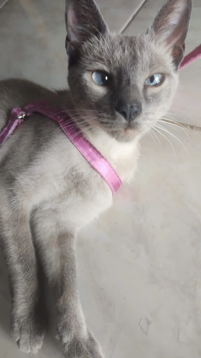 Gato raça Siamês idade 2 anos nome Coxinha