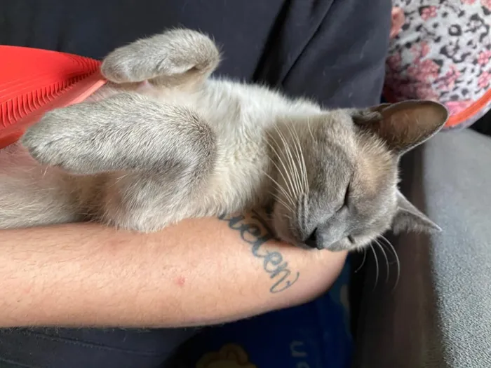 Gato raça Siamês idade 2 anos nome Coxinha