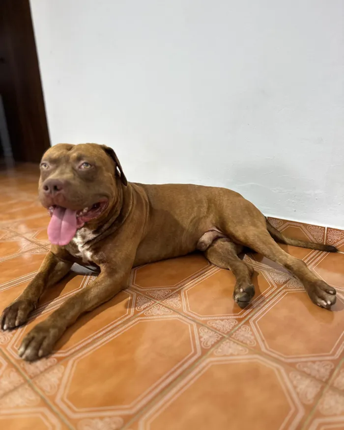 Cachorro raça Pit-Bull idade 2 anos nome SANSAO