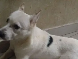 Cachorro raça SRD-ViraLata idade 7 a 11 meses nome Bob