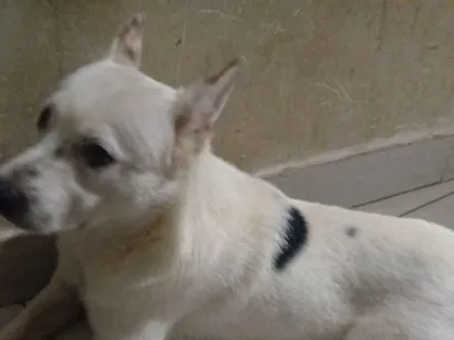 Cachorro raça SRD-ViraLata idade 7 a 11 meses nome Bob