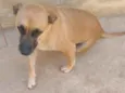 Cachorro raça SRD-ViraLata idade 3 anos nome Paçoca