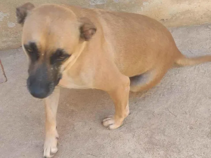 Cachorro raça SRD-ViraLata idade 4 anos nome Paçoca