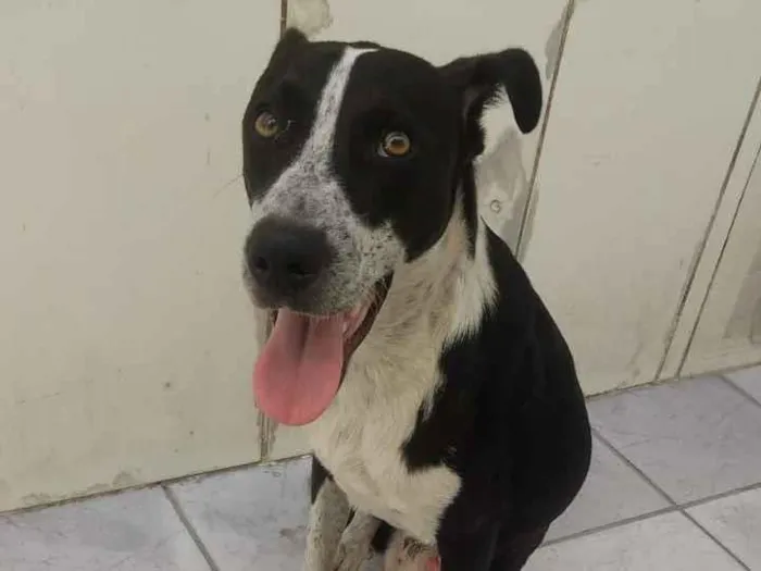 Cachorro raça SRD-ViraLata idade 7 a 11 meses nome Kyfler 