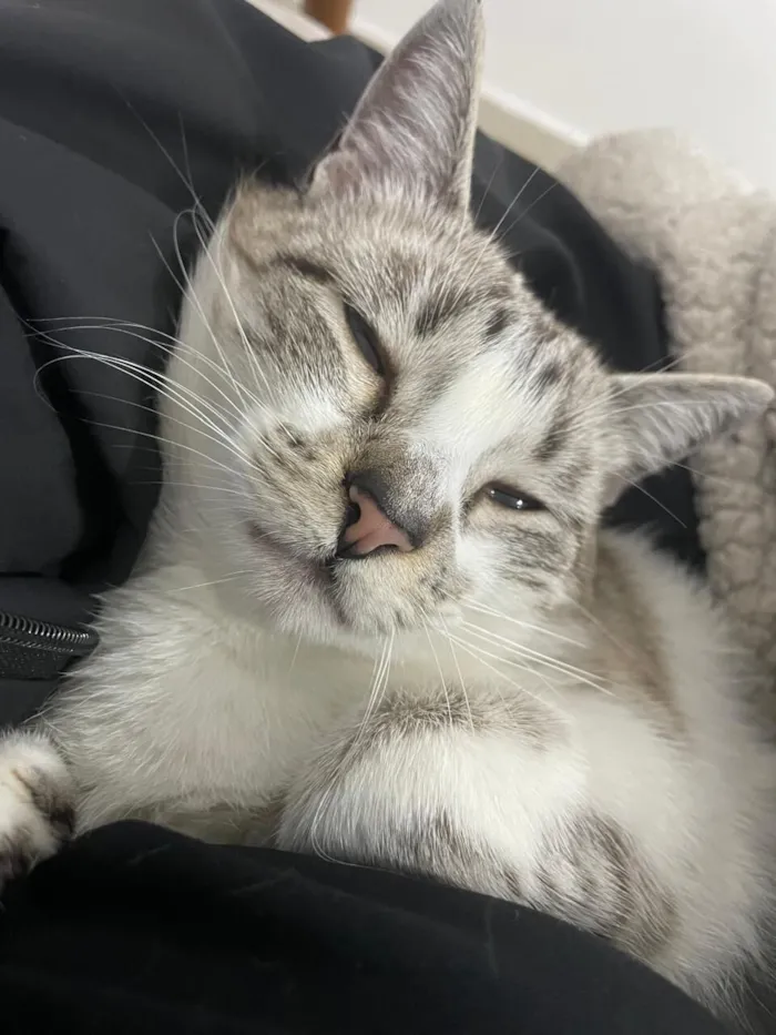 Gato raça SRD-ViraLata idade 1 ano nome Bibi