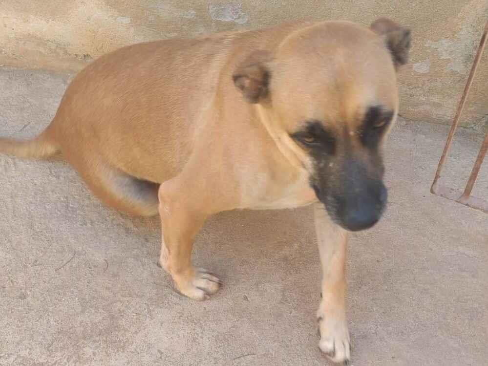 Cachorro raça SRD-ViraLata idade 3 anos nome Paçoca