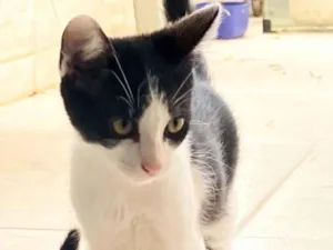 Gato raça SRD-ViraLata idade 2 a 6 meses nome 4 filhote machos (3 meses de vida)