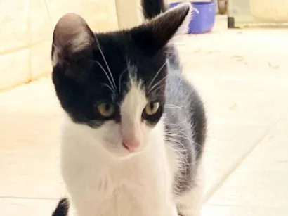 Gato raça SRD-ViraLata idade 2 a 6 meses nome 4 filhote machos (3 meses de vida)