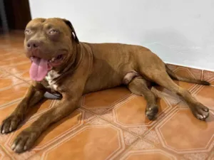 Cachorro raça Pit-Bull idade 2 anos nome SANSAO