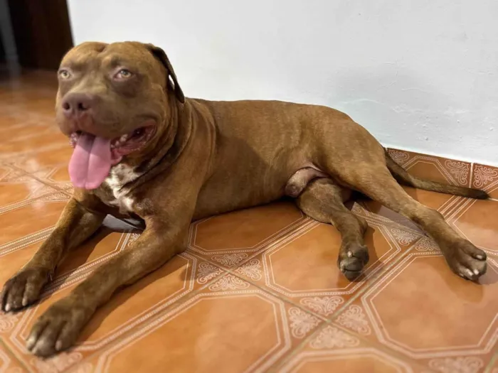 Cachorro raça Pit-Bull idade 2 anos nome SANSAO
