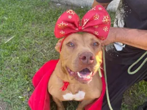 Cachorro raça Pit-Bull idade 3 anos nome JASMINE 