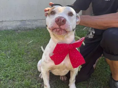 Cachorro raça Pit-Bull idade 3 anos nome GAROTO