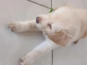 Cachorro raça Labrador idade 7 a 11 meses nome Theo Teixeira 