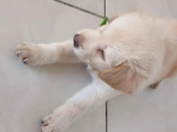 Cachorro raça Labrador idade 7 a 11 meses nome Theo Teixeira 