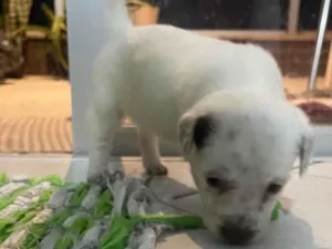Cachorro raça SRD-ViraLata idade Abaixo de 2 meses nome Sem nome 