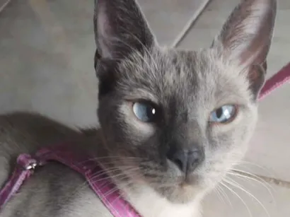 Gato raça Siamês idade 2 anos nome Coxinha