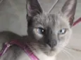 Gato raça Siamês idade 2 anos nome Coxinha