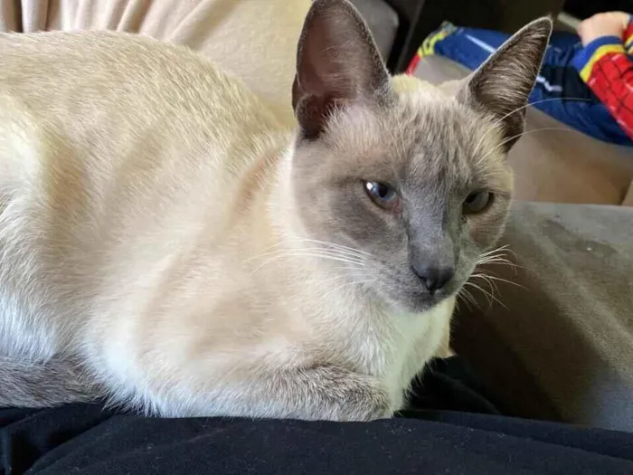 Gato raça Siamês idade 2 anos nome Coxinha