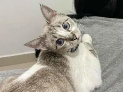 Gato raça SRD-ViraLata idade 1 ano nome Bibi