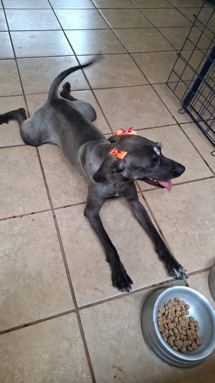 Cachorro raça SRD-ViraLata idade 7 a 11 meses nome Neguinha 