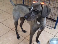 Cachorro raça SRD-ViraLata idade 7 a 11 meses nome Neguinha 